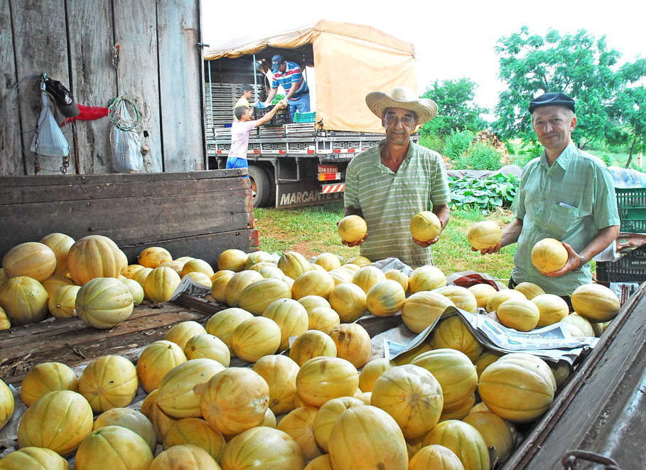 Melão produzido na Ilha Grande será distribuído em mais de 60 municípios do Estado