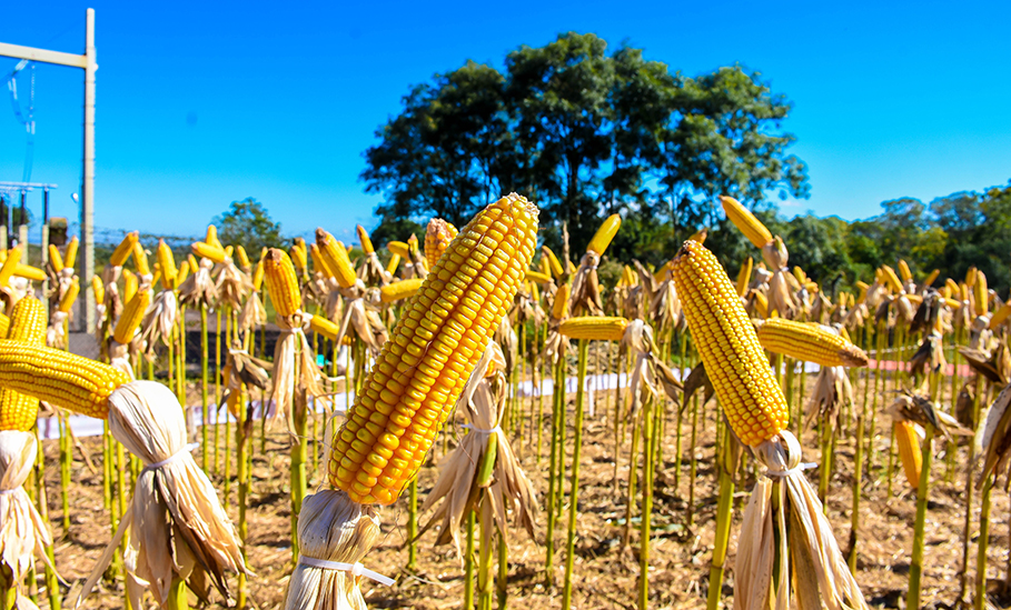 Dia de Campo movimenta Fenamilho Internacional